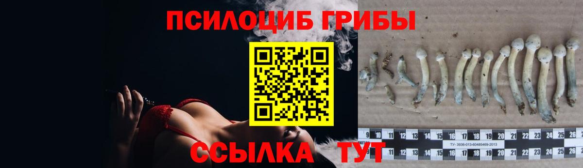 Псилоцибиновые грибы Psilocybe Менделеевск